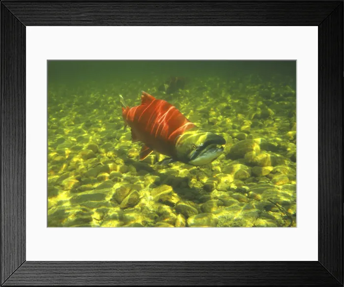 Framed Print : DDE-90027836 Framed Print : DDE-90027836