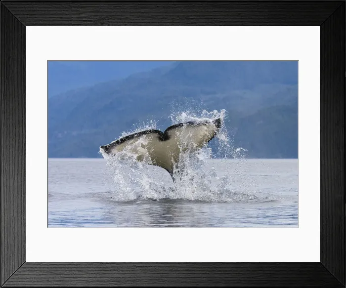 Framed Print : DDE-90027837 Framed Print : DDE-90027837