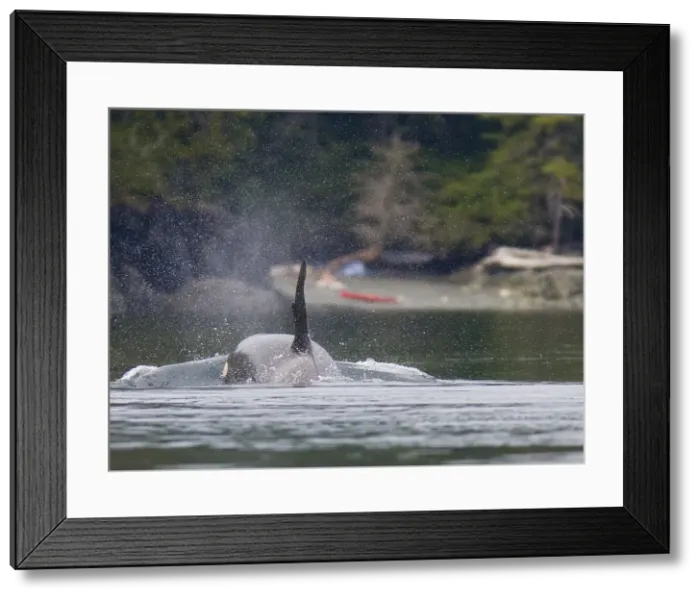 Framed Print : DDE-90027838 Framed Print : DDE-90027838