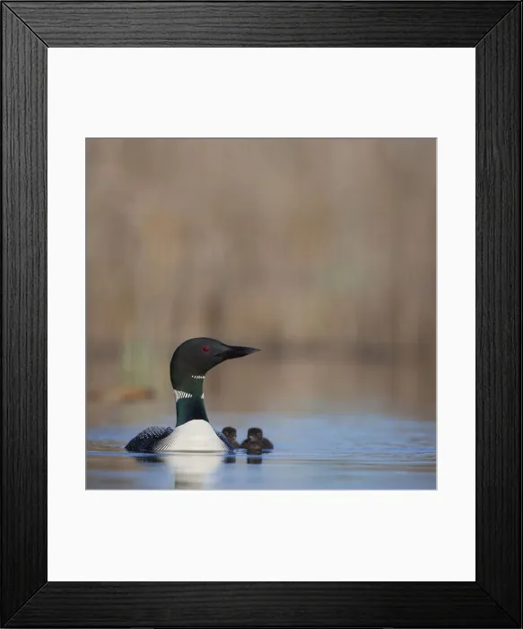 Framed Print : DDE-90027839