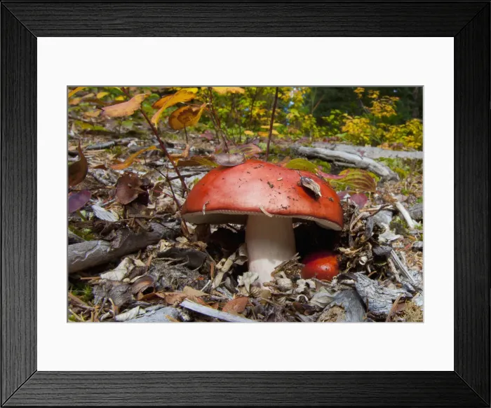 Framed Print : DDE-90027841 Framed Print : DDE-90027841