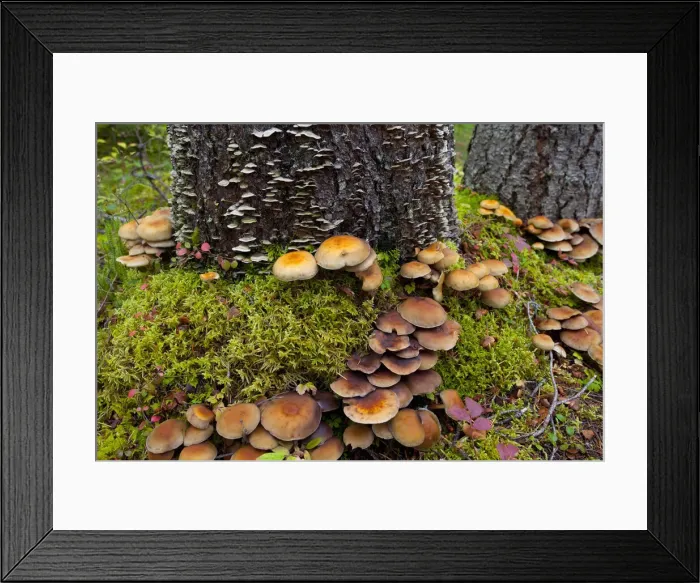 Framed Print : DDE-90027842 Framed Print : DDE-90027842