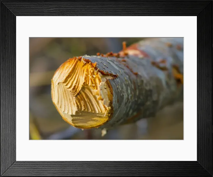 Framed Print : DDE-90027844 Framed Print : DDE-90027844