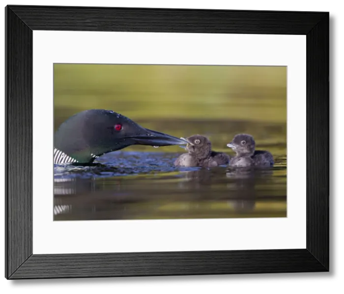 Framed Print : DDE-90027845 Framed Print : DDE-90027845