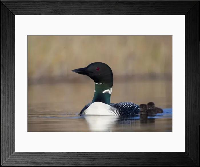 Framed Print : DDE-90027847 Framed Print : DDE-90027847