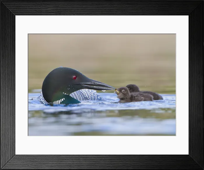Framed Print : DDE-90027846