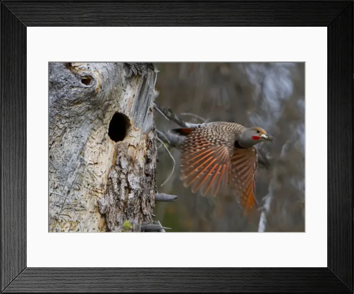 Framed Print : DDE-90027848 Framed Print : DDE-90027848