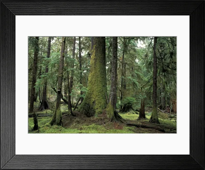 Framed Print : DDE-90027850 Framed Print : DDE-90027850