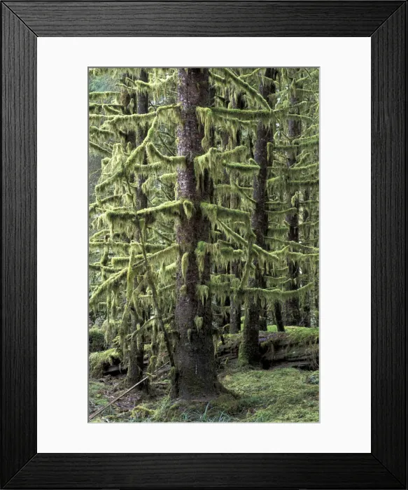 Framed Print : DDE-90027851