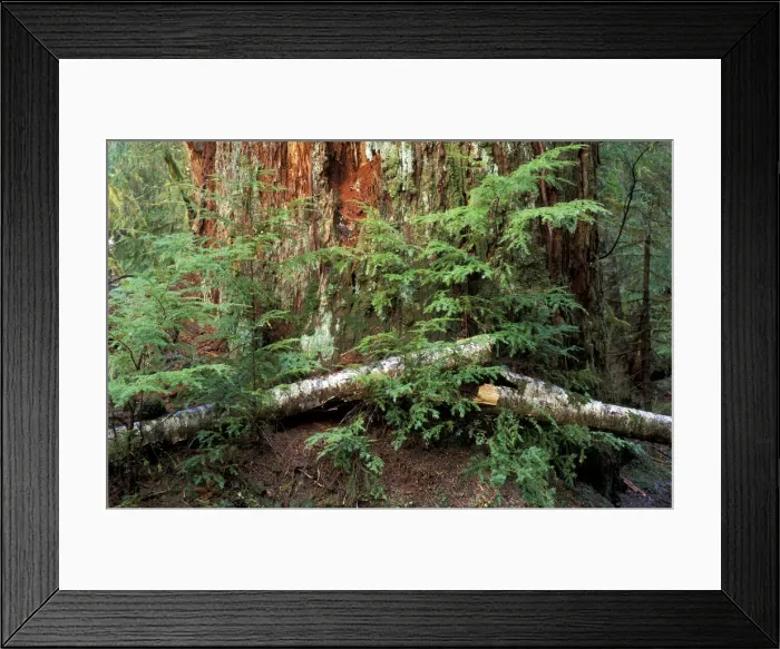 Framed Print : DDE-90027852 Framed Print : DDE-90027852