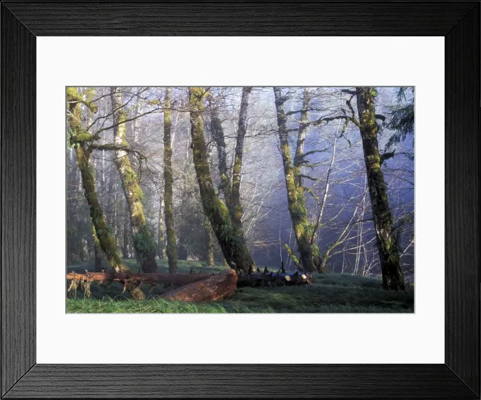 Framed Print : DDE-90027856 Framed Print : DDE-90027856