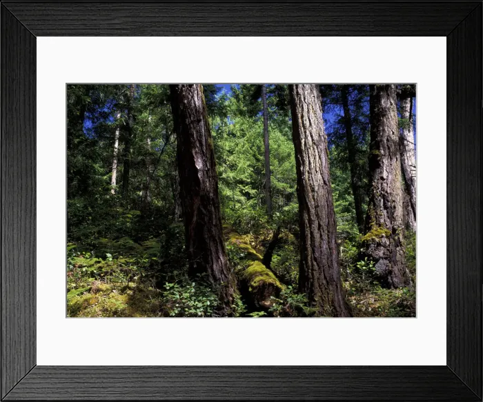 Framed Print : DDE-90027858 Framed Print : DDE-90027858