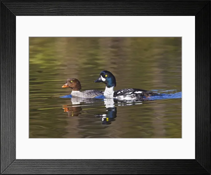 Framed Print : DDE-90027866 Framed Print : DDE-90027866