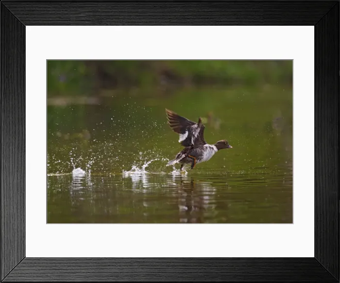 Framed Print : DDE-90027867 Framed Print : DDE-90027867
