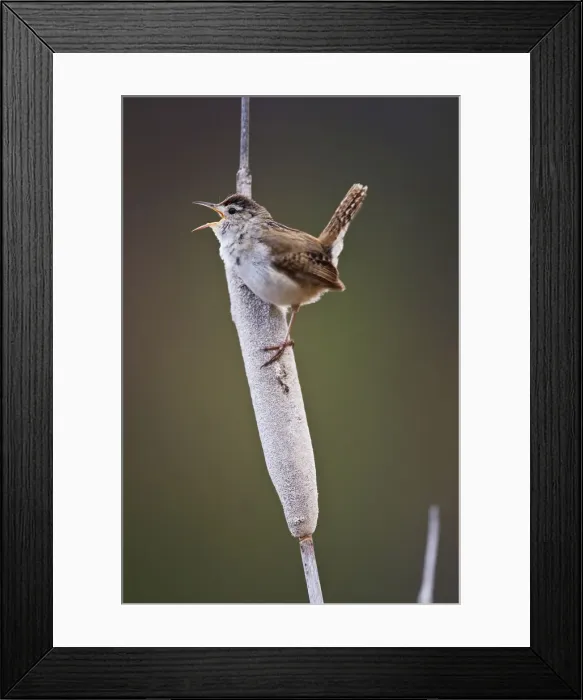 Framed Print : DDE-90027868 Framed Print : DDE-90027868