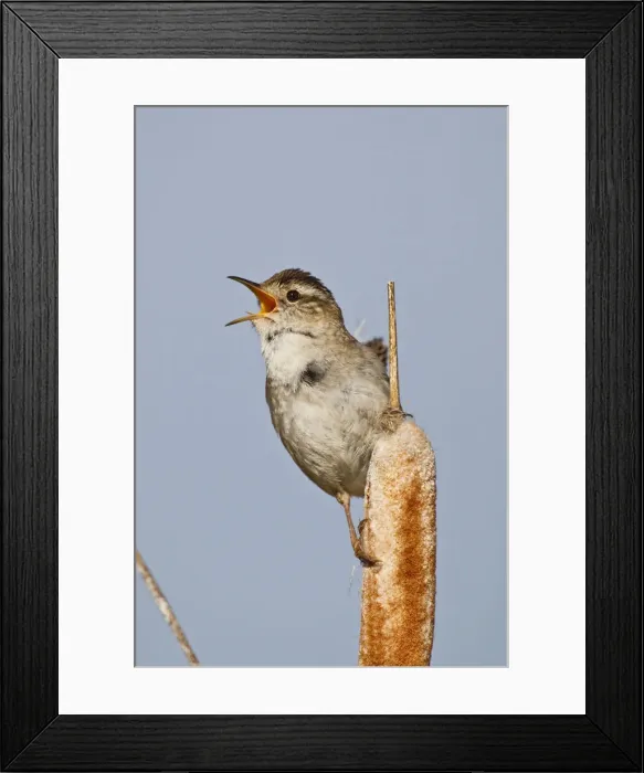 Framed Print : DDE-90027869 Framed Print : DDE-90027869