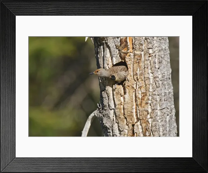Framed Print : DDE-90027870