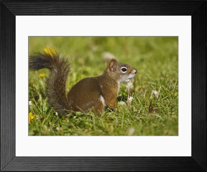 Framed Print : DDE-90027871 Framed Print : DDE-90027871
