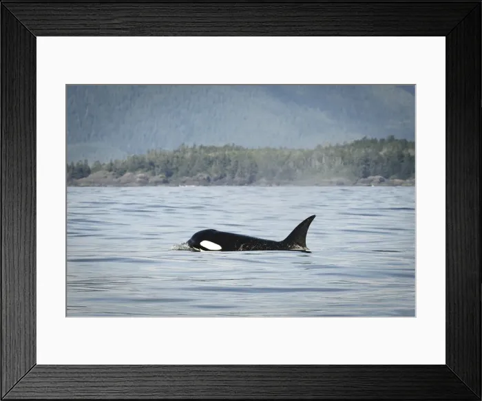 Framed Print : DDE-90027879 Framed Print : DDE-90027879