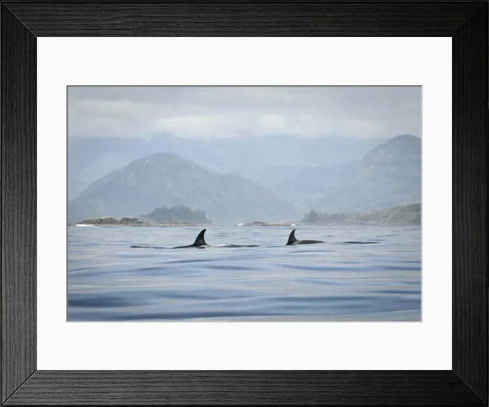 Framed Print : DDE-90027878 Framed Print : DDE-90027878