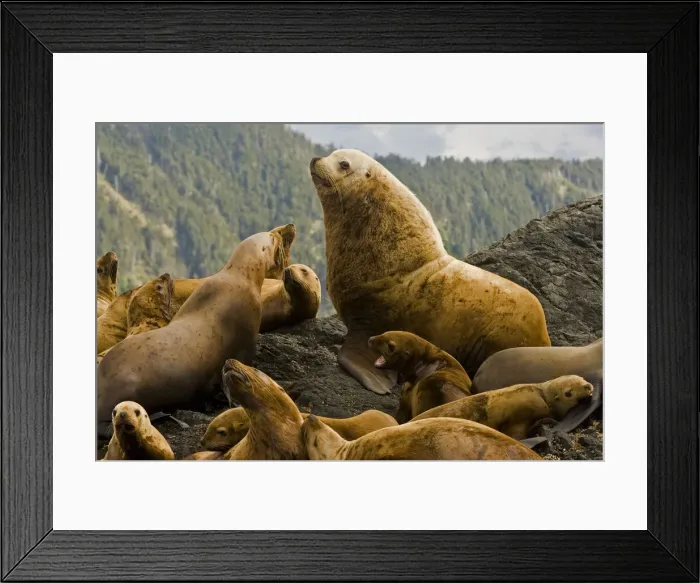 Framed Print : DDE-90027884 Framed Print : DDE-90027884
