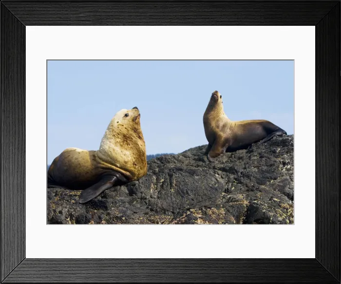 Framed Print : DDE-90027885