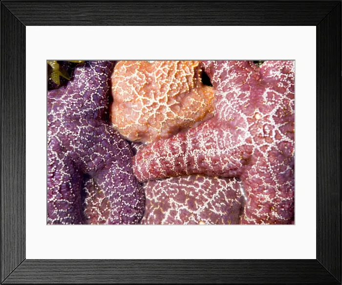 Framed Print : DDE-90027887 Framed Print : DDE-90027887