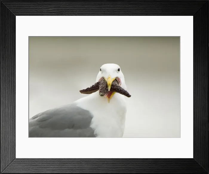 Framed Print : DDE-90027891