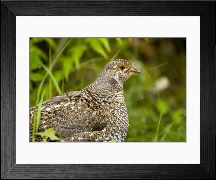Framed Print : DDE-90027890
