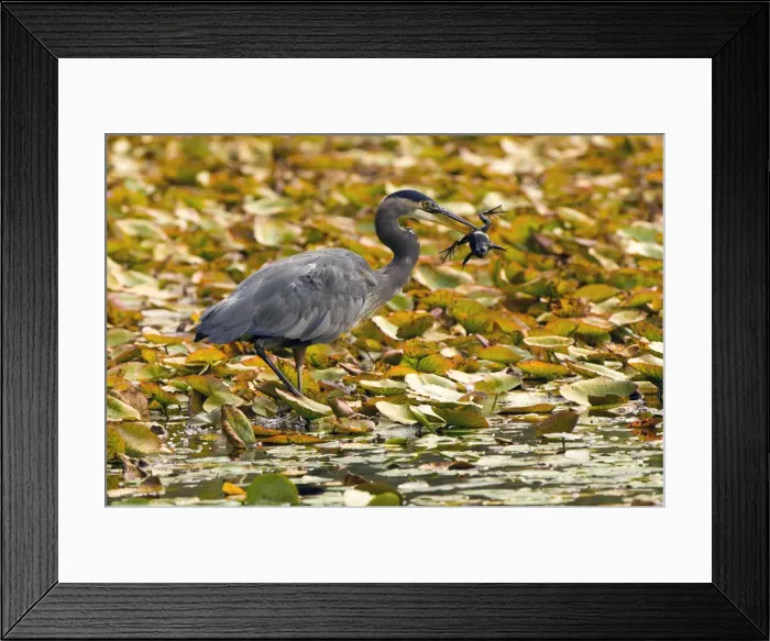 Framed Print : DDE-90027893 Framed Print : DDE-90027893