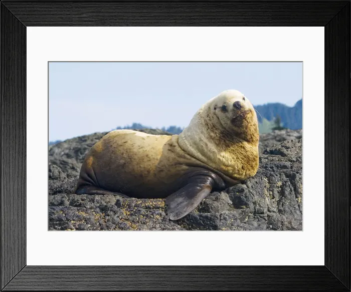 Framed Print : DDE-90027895