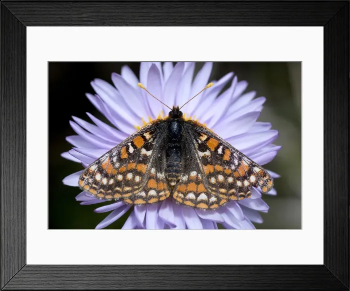 Framed Print : DDE-90027897 Framed Print : DDE-90027897