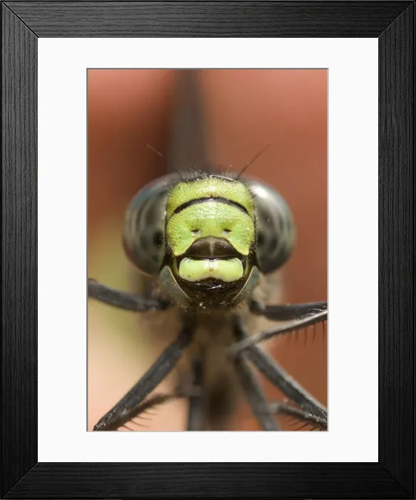 Framed Print : DDE-90027898 Framed Print : DDE-90027898