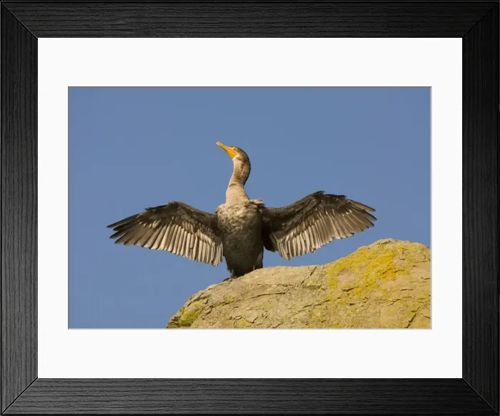 Framed Print : DDE-90027894 Framed Print : DDE-90027894