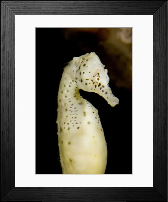 Framed Print : DDE-90027901 Framed Print : DDE-90027901