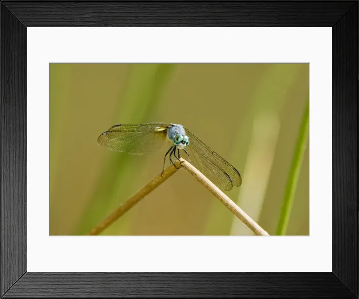 Framed Print : DDE-90027902 Framed Print : DDE-90027902