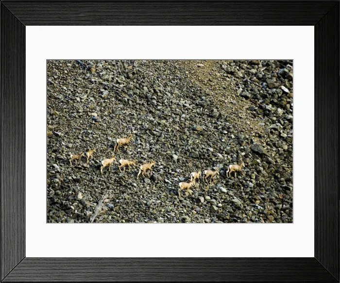 Framed Print : DDE-90027903 Framed Print : DDE-90027903