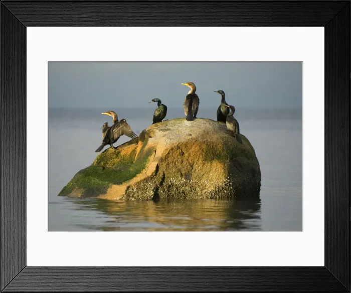 Framed Print : DDE-90027904 Framed Print : DDE-90027904