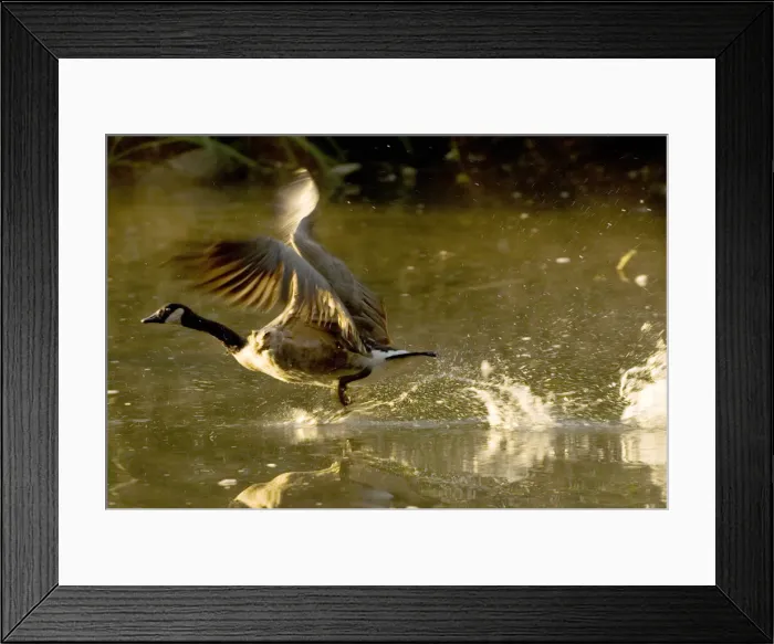 Framed Print : DDE-90027905 Framed Print : DDE-90027905