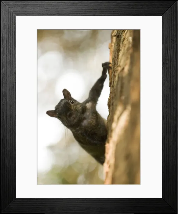 Framed Print : DDE-90027907 Framed Print : DDE-90027907