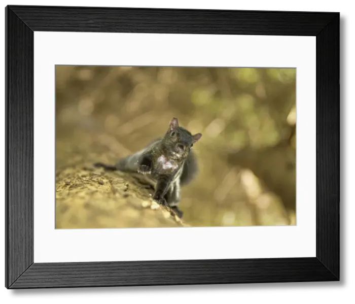 Framed Print : DDE-90027908 Framed Print : DDE-90027908