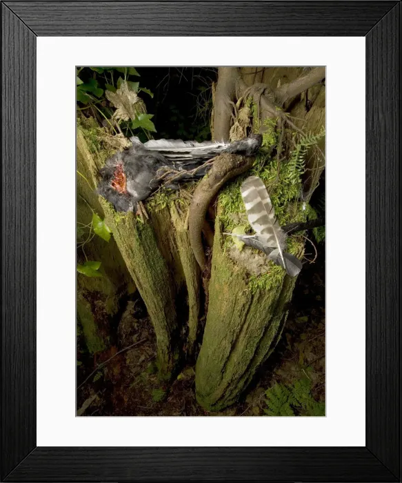 Framed Print : DDE-90027906
