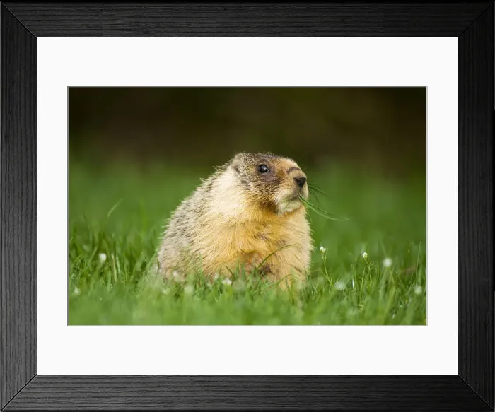 Framed Print : DDE-90027911 Framed Print : DDE-90027911