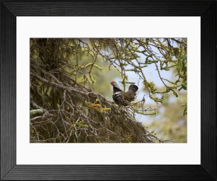 Framed Print : DDE-90027912 Framed Print : DDE-90027912