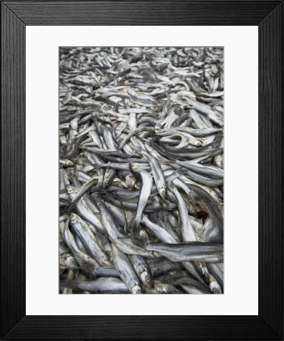 Framed Print : DDE-90027915 Framed Print : DDE-90027915
