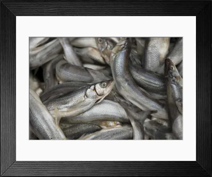 Framed Print : DDE-90027916 Framed Print : DDE-90027916