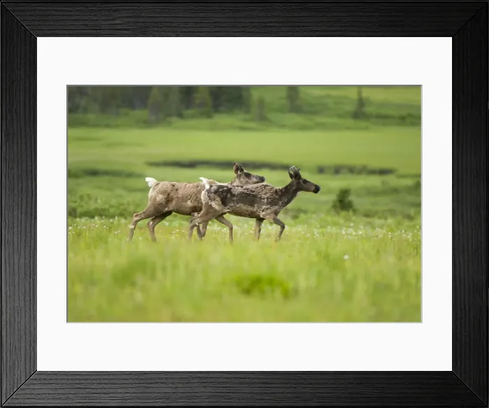 Framed Print : DDE-90027917 Framed Print : DDE-90027917