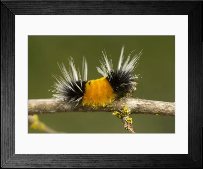 Framed Print : DDE-90027918 Framed Print : DDE-90027918