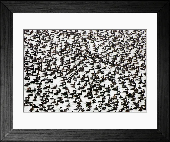 Framed Print : DDE-90027921 Framed Print : DDE-90027921