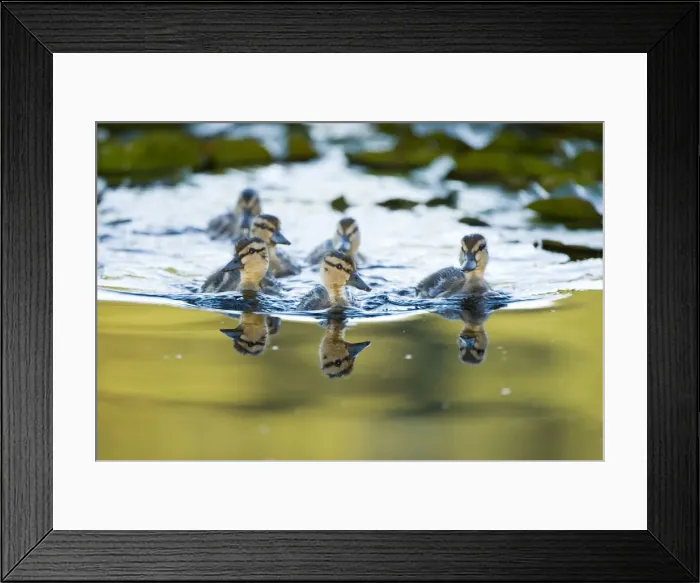 Framed Print : DDE-90027920 Framed Print : DDE-90027920
